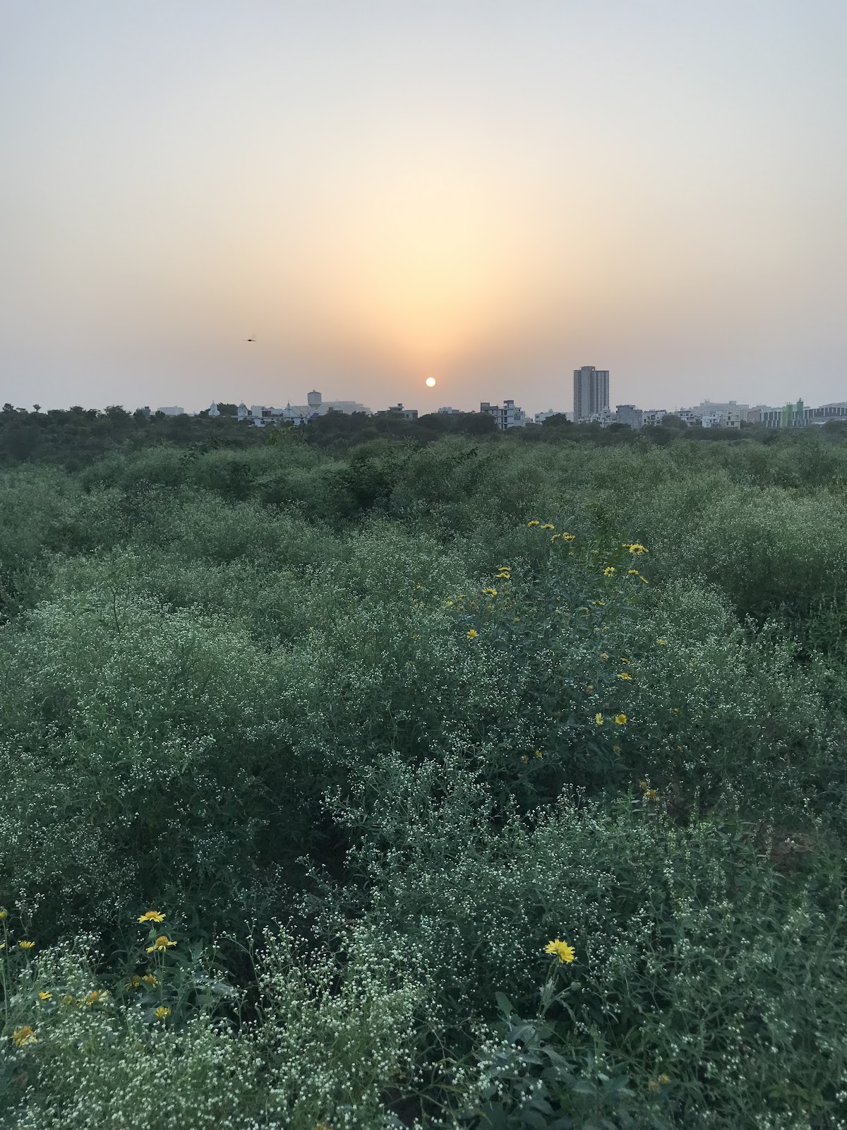 Aravalli Biodiversity Park