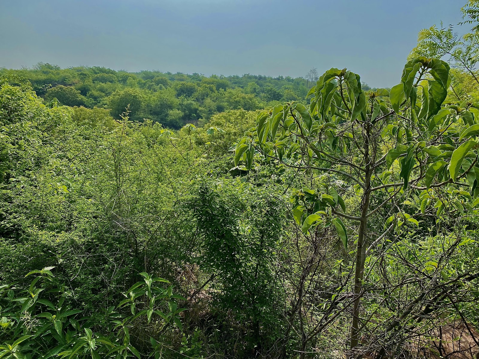 Aravalli Biodiversity Park