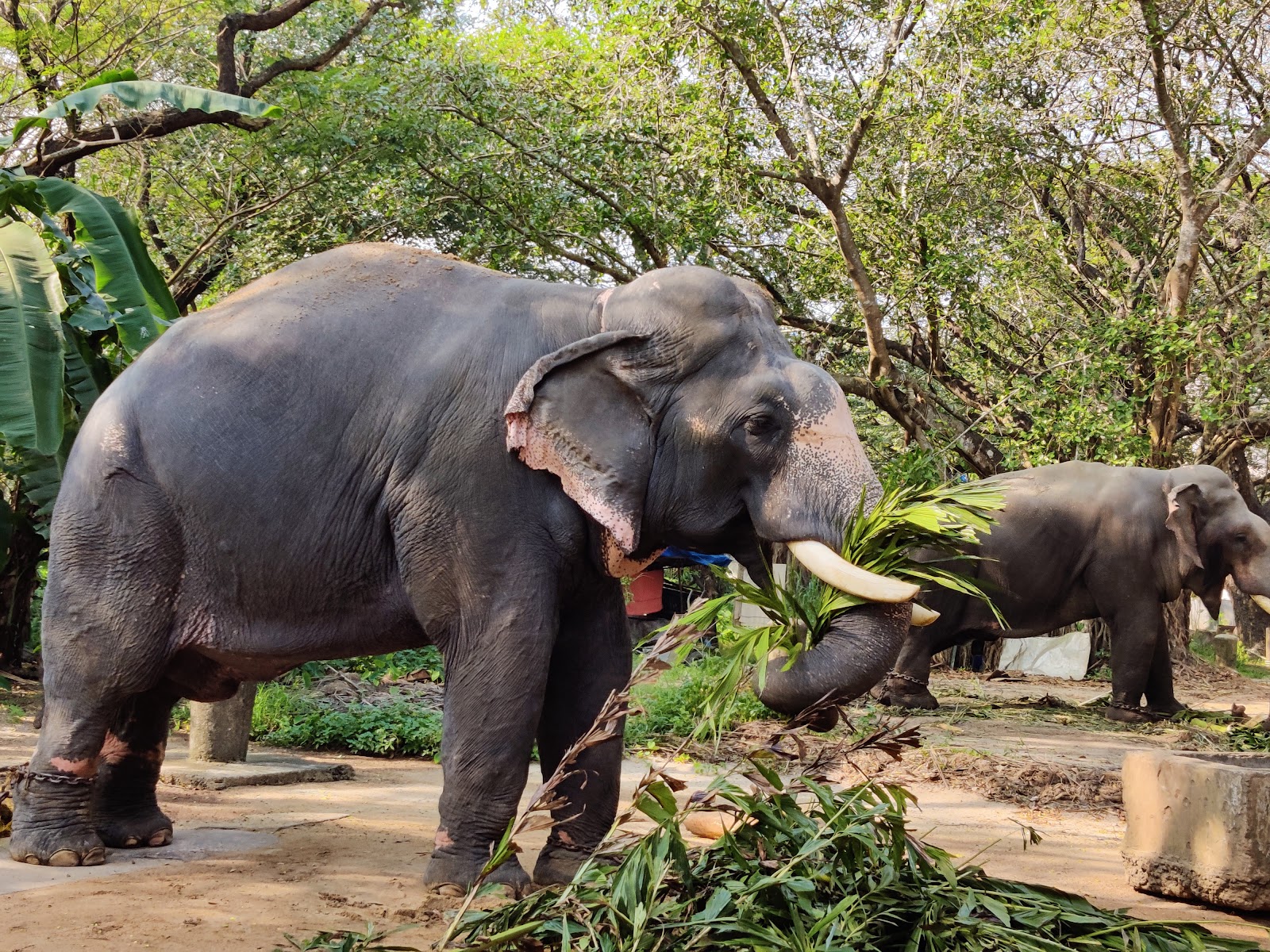 Punnathur Kotta Elephant Sanctuary