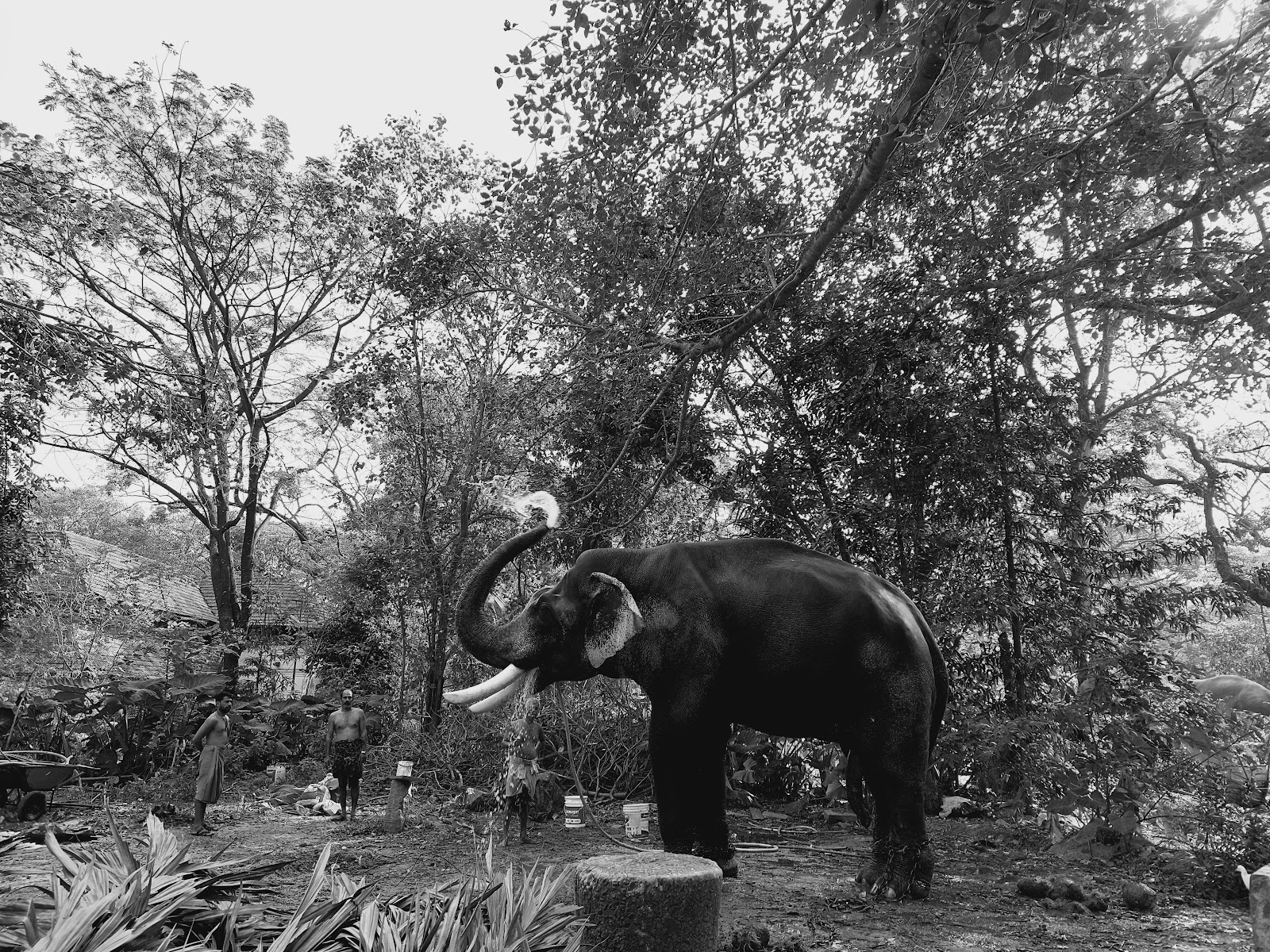 Punnathur Kotta Elephant Sanctuary