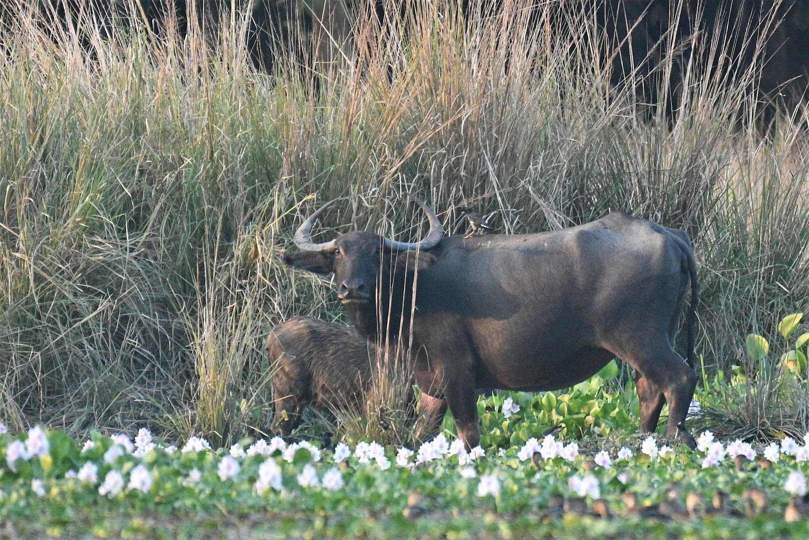 Pobitora Wildlife Sanctuary