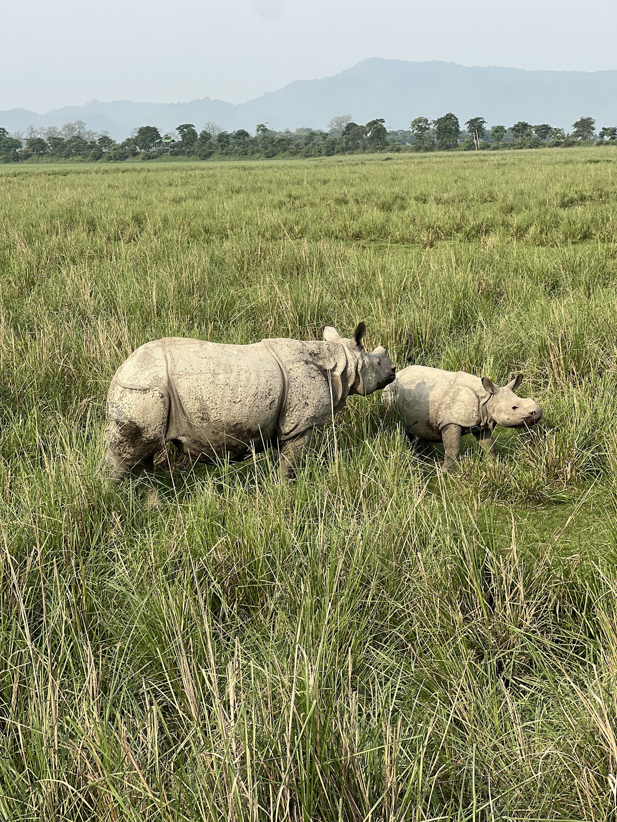 Pobitora Wildlife Sanctuary