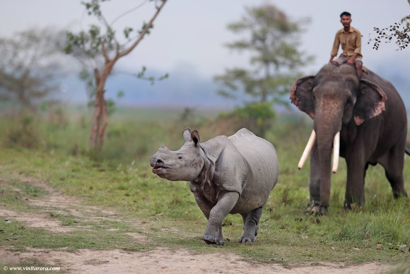 Pobitora Wildlife Sanctuary