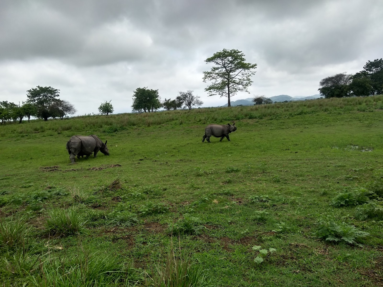 Pobitora Wildlife Sanctuary