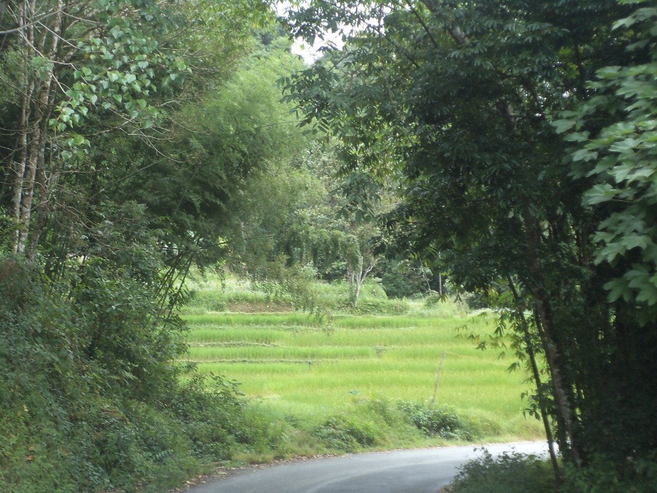 Local Handicraft Shops