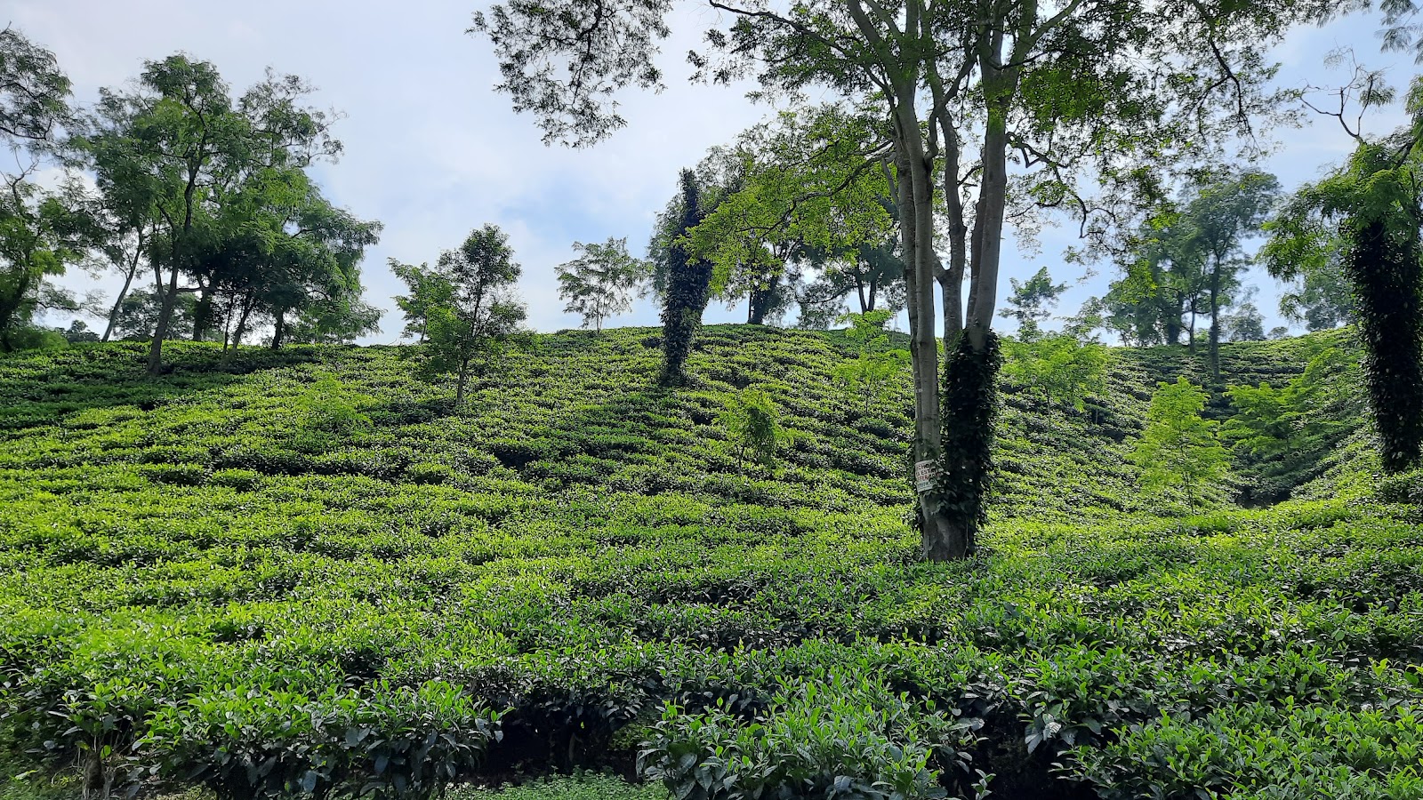 Local Tea Gardens