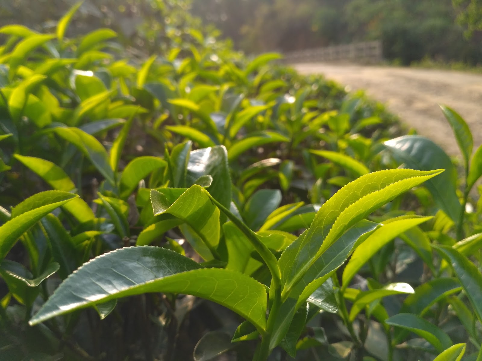 Local Tea Gardens