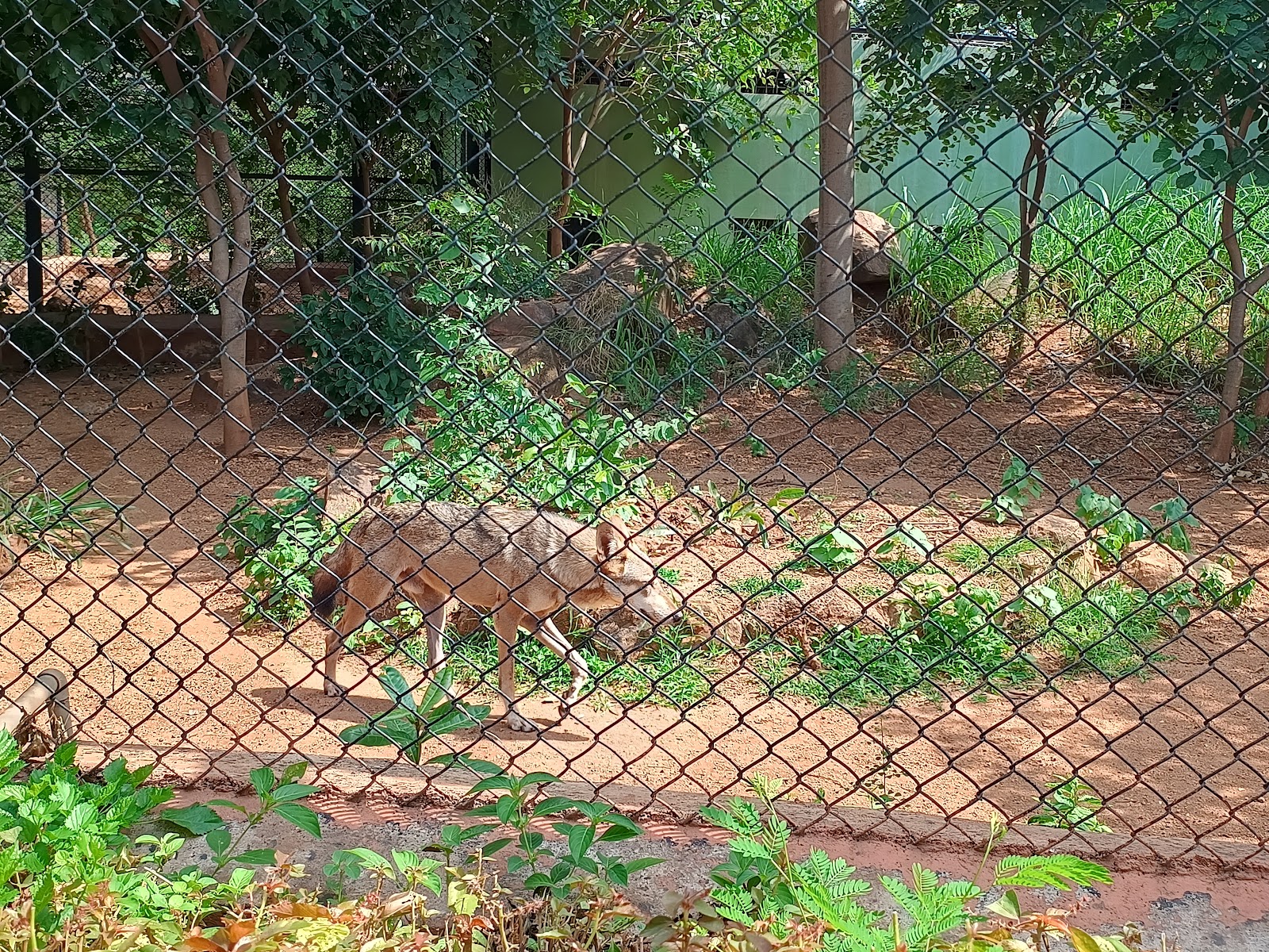 Hapur Zoo