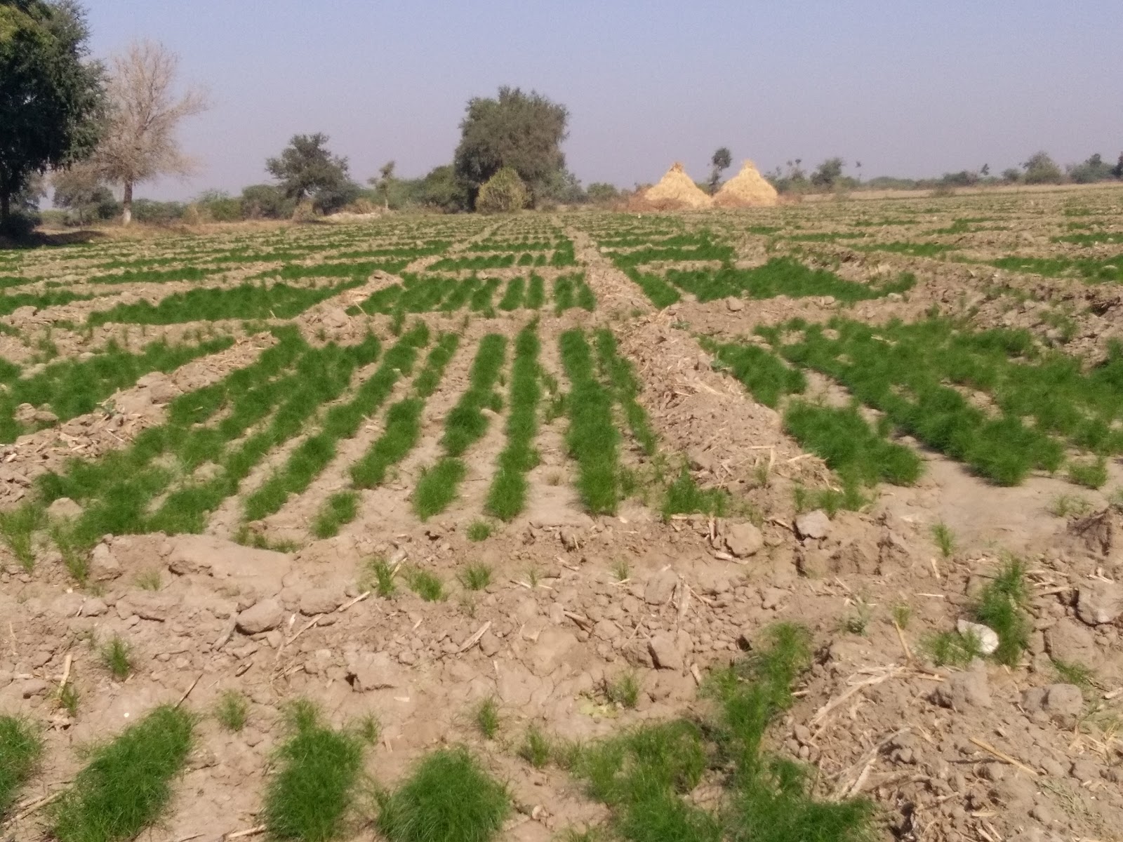 Local Market of Harij