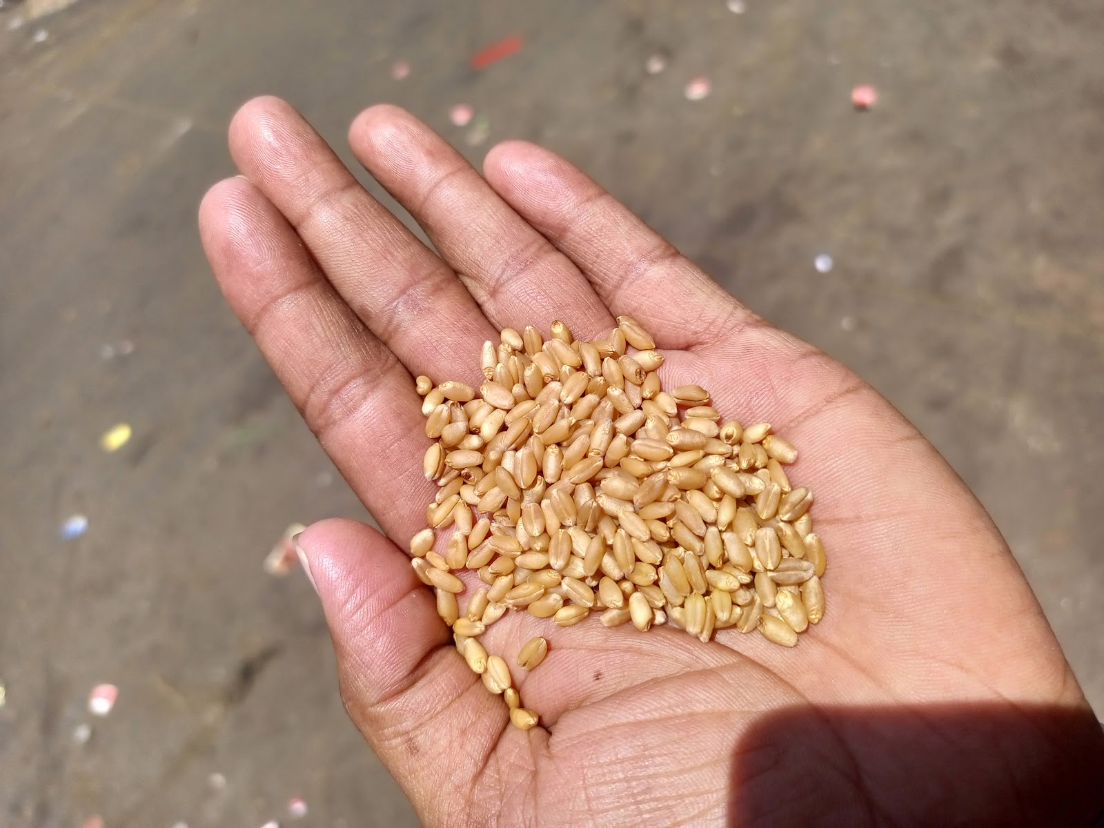 Local Market of Harij