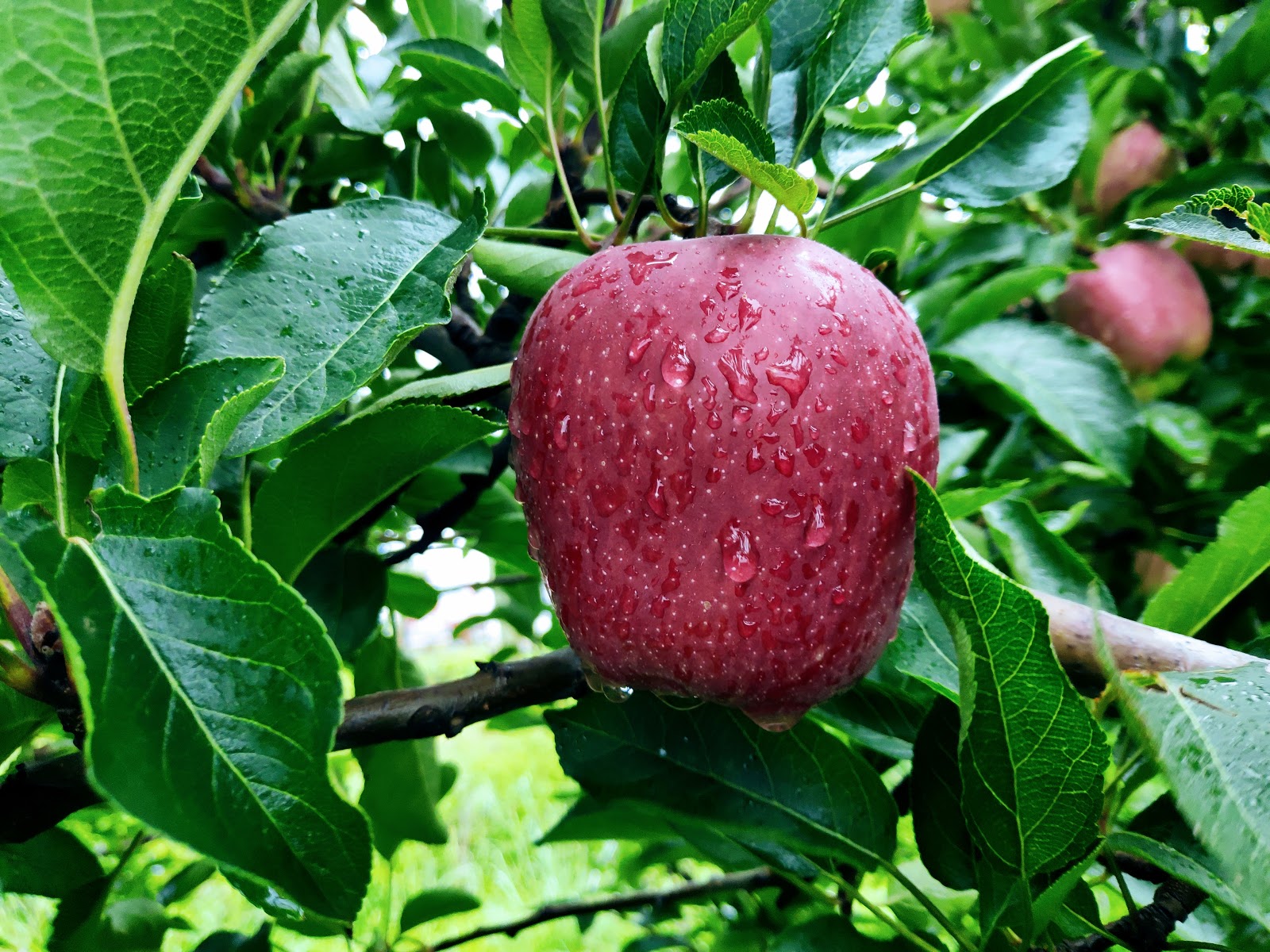Local Apple Orchards