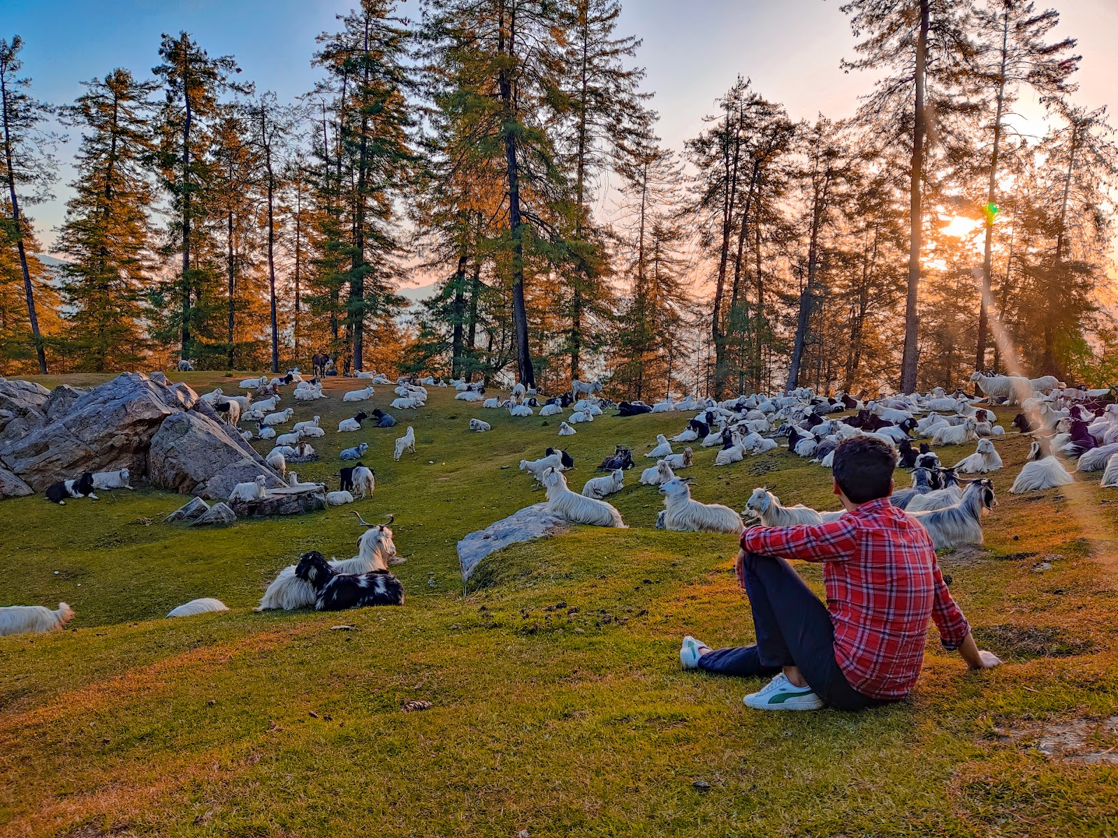 Local Apple Orchards