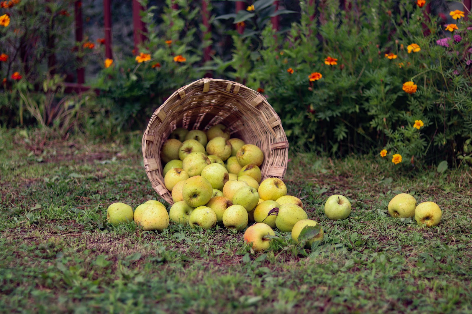 Local Apple Orchards