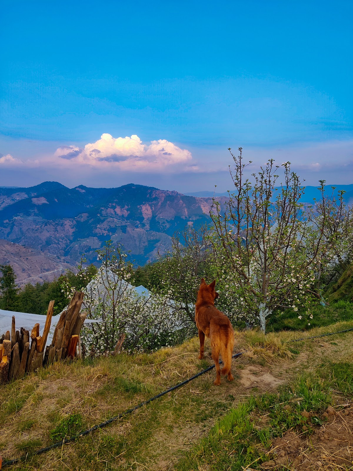 Local Apple Orchards