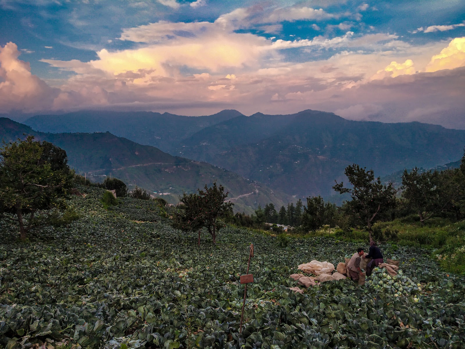 Local Apple Orchards