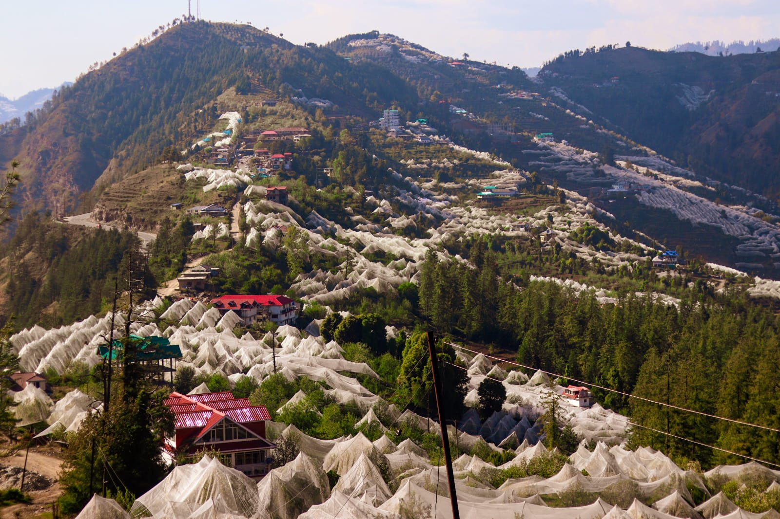 Local Apple Orchards