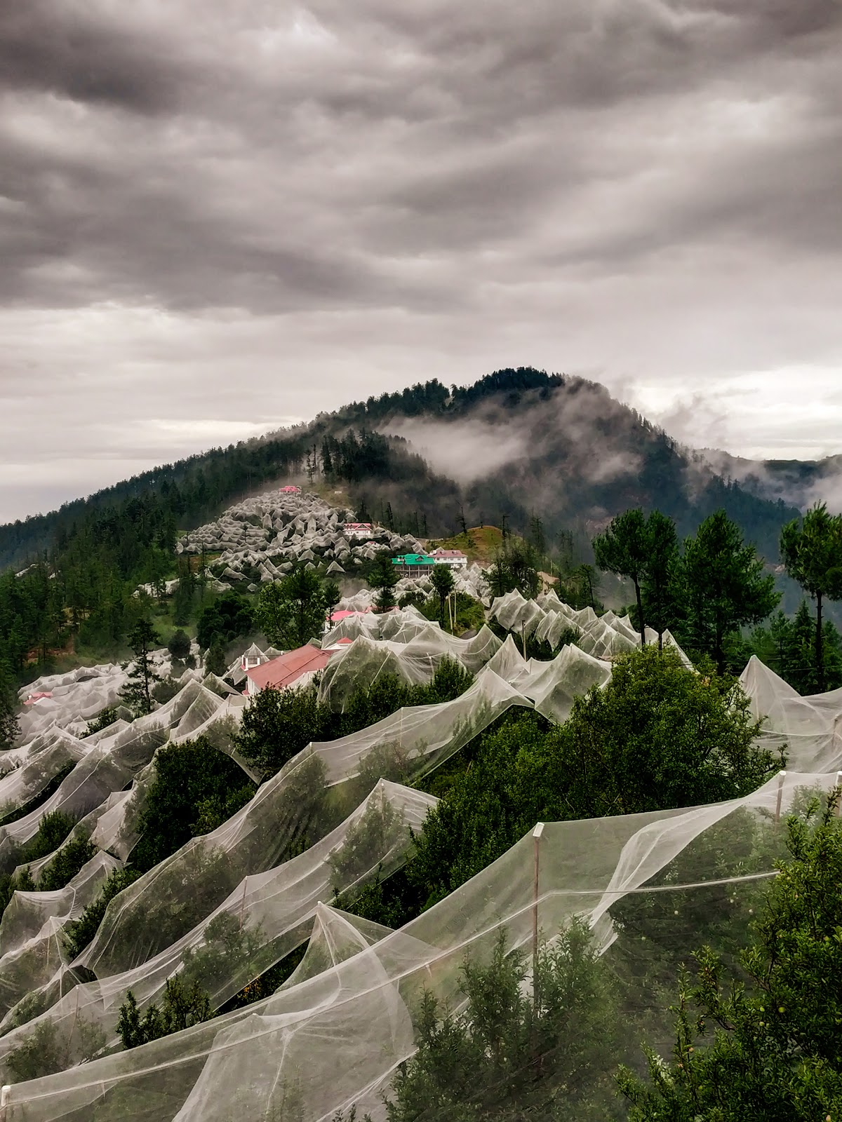 Local Apple Orchards