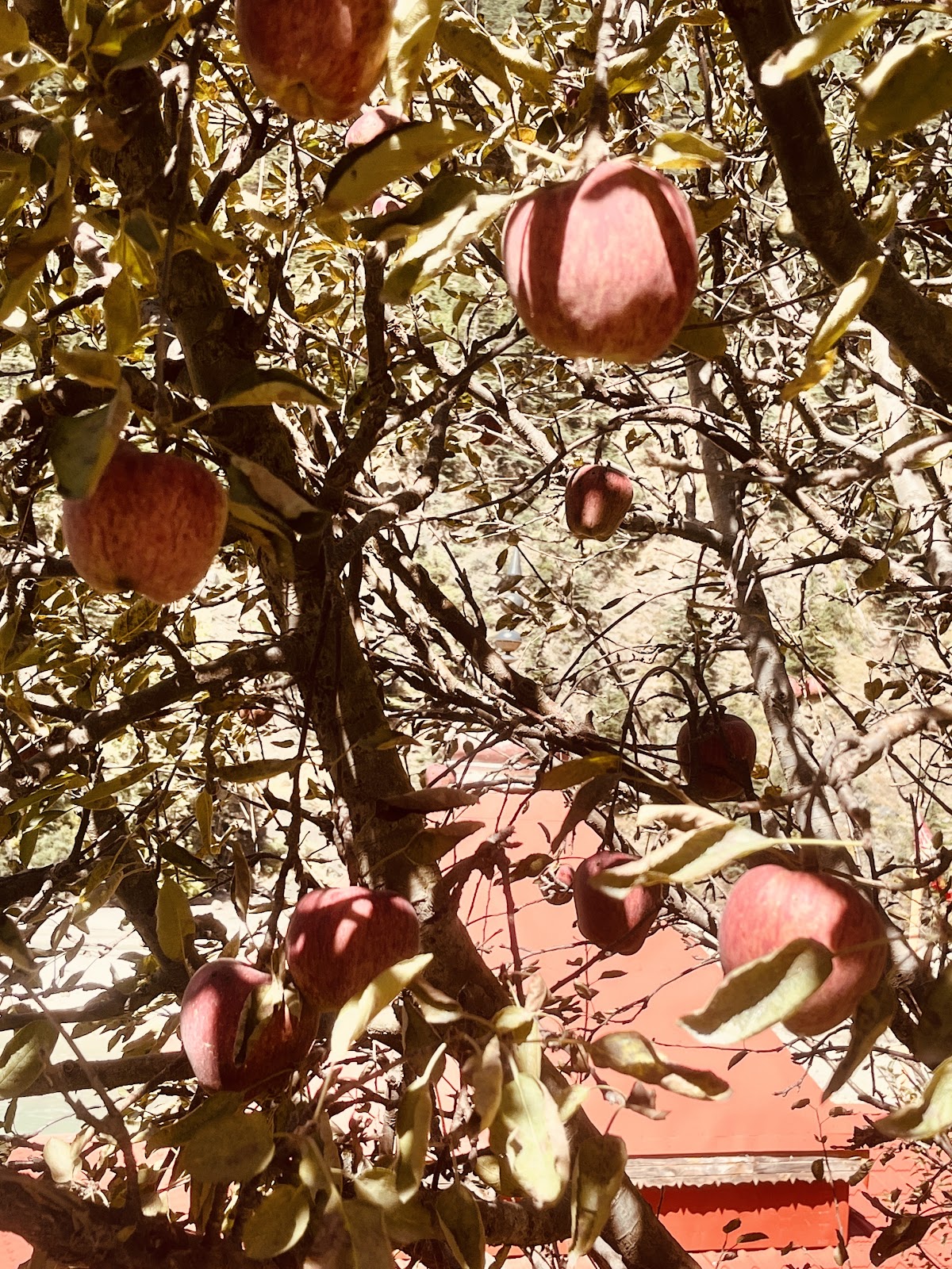 Harsil Apple Orchard