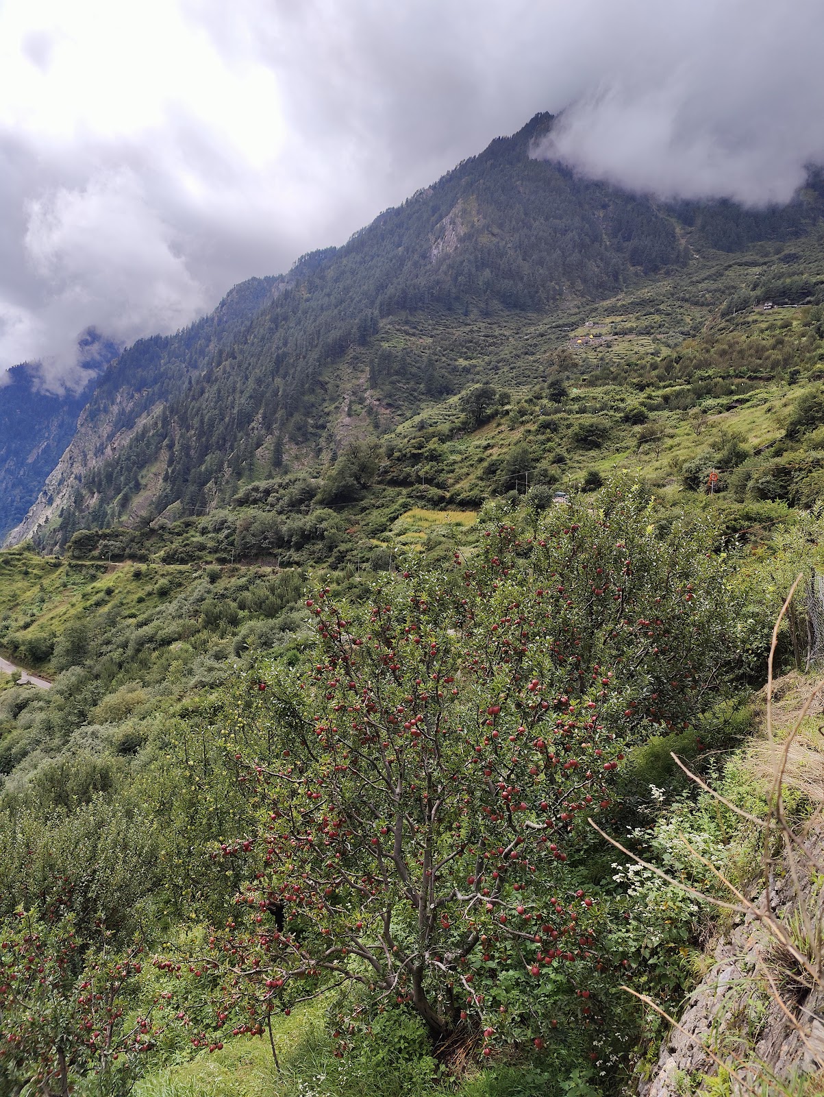 Harsil Apple Orchard