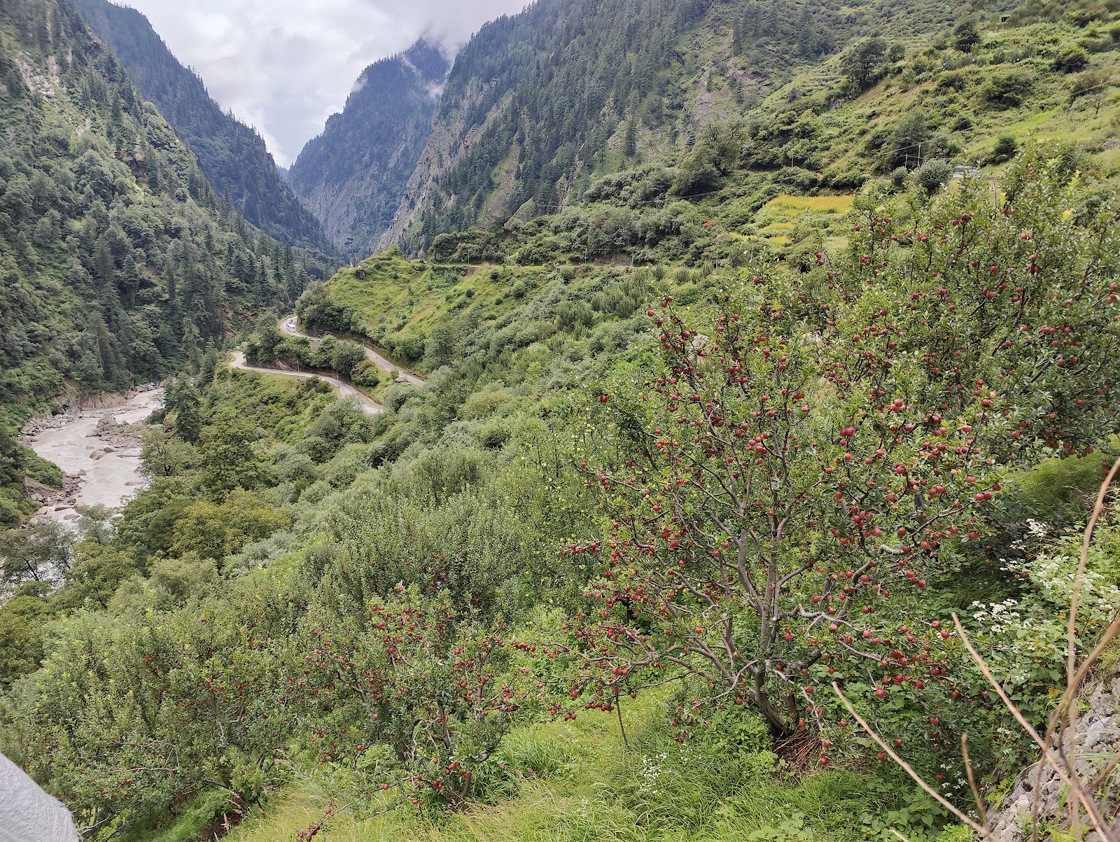 Harsil Apple Orchard