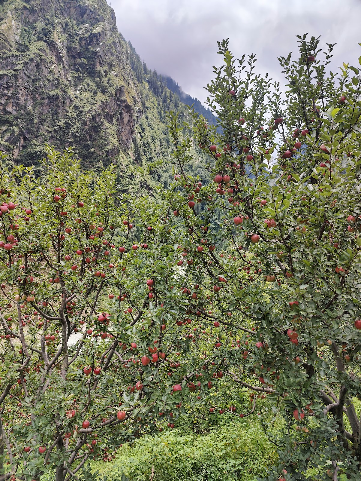 Harsil Apple Orchard