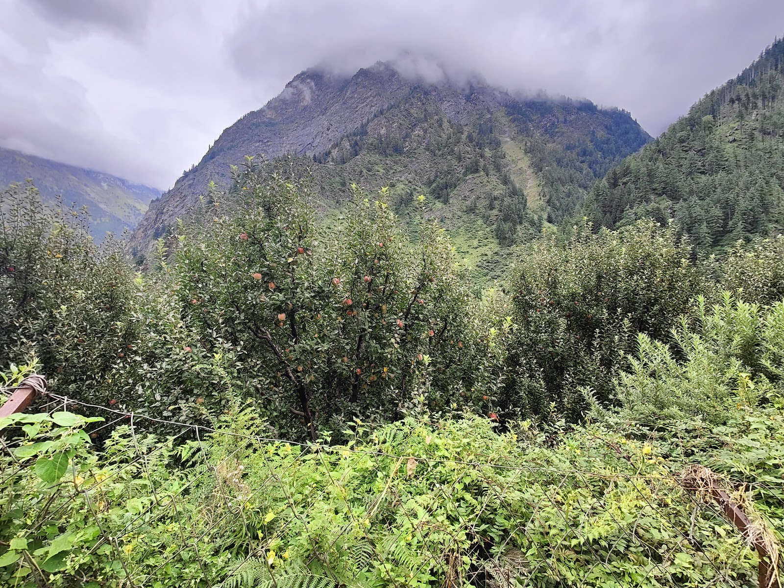 Harsil Apple Orchard