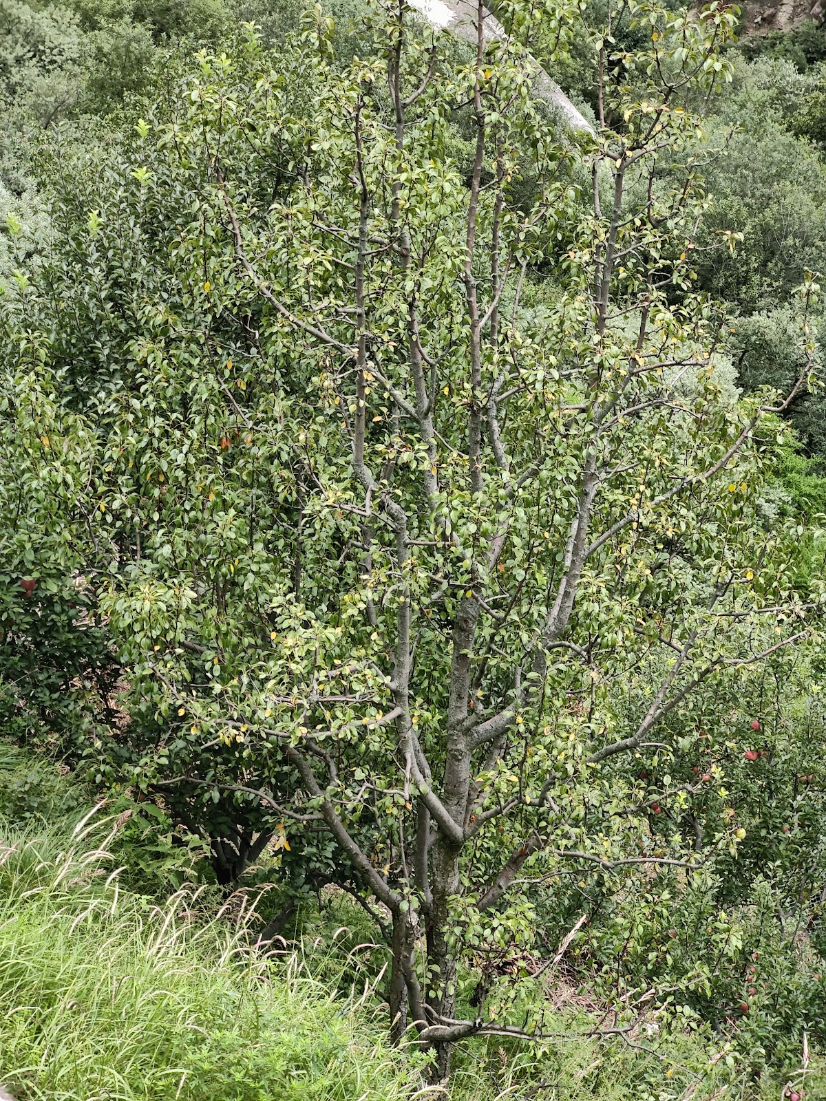 Harsil Apple Orchard