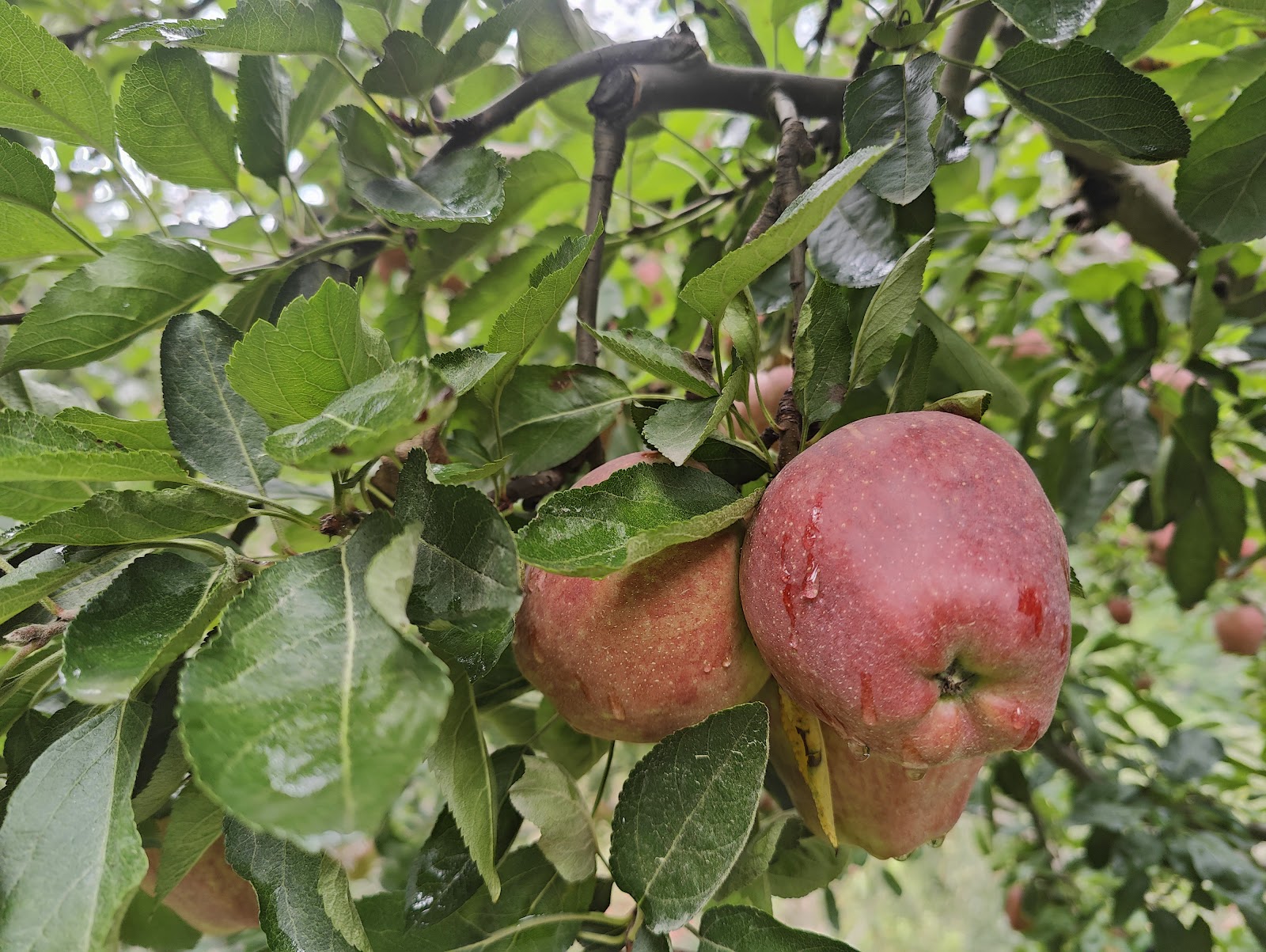 Harsil Apple Orchard