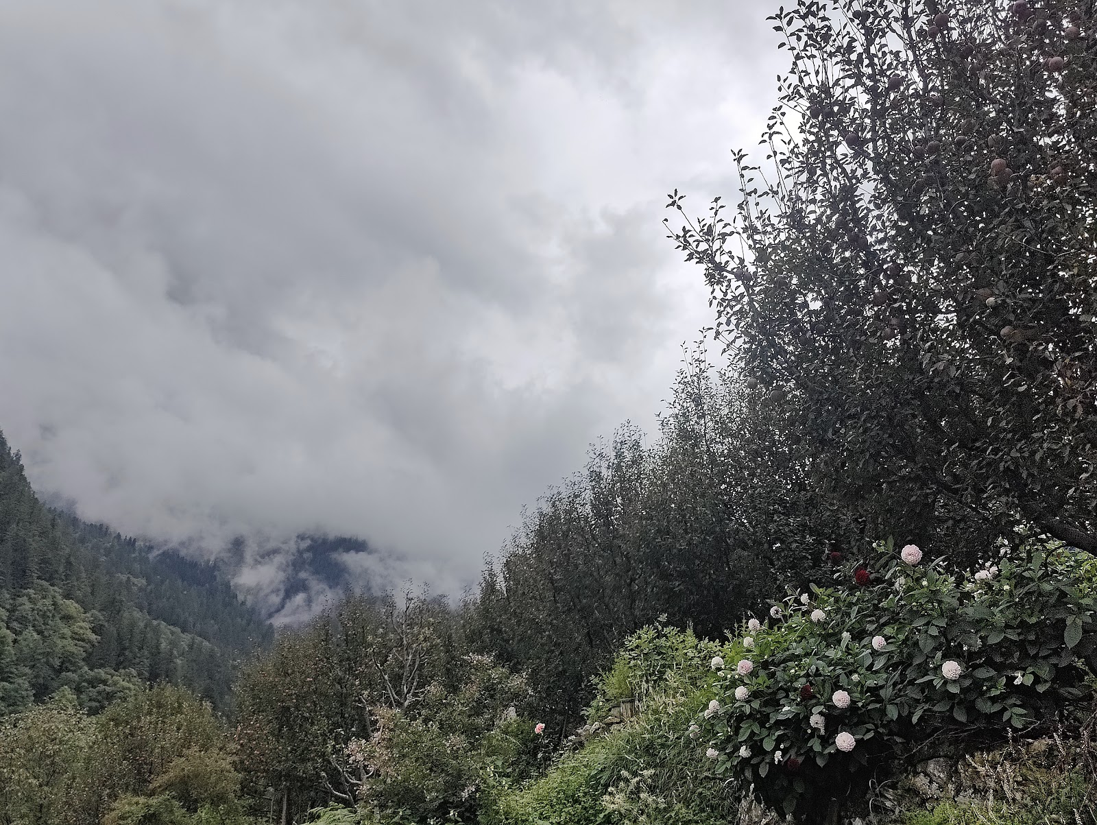 Harsil Apple Orchard