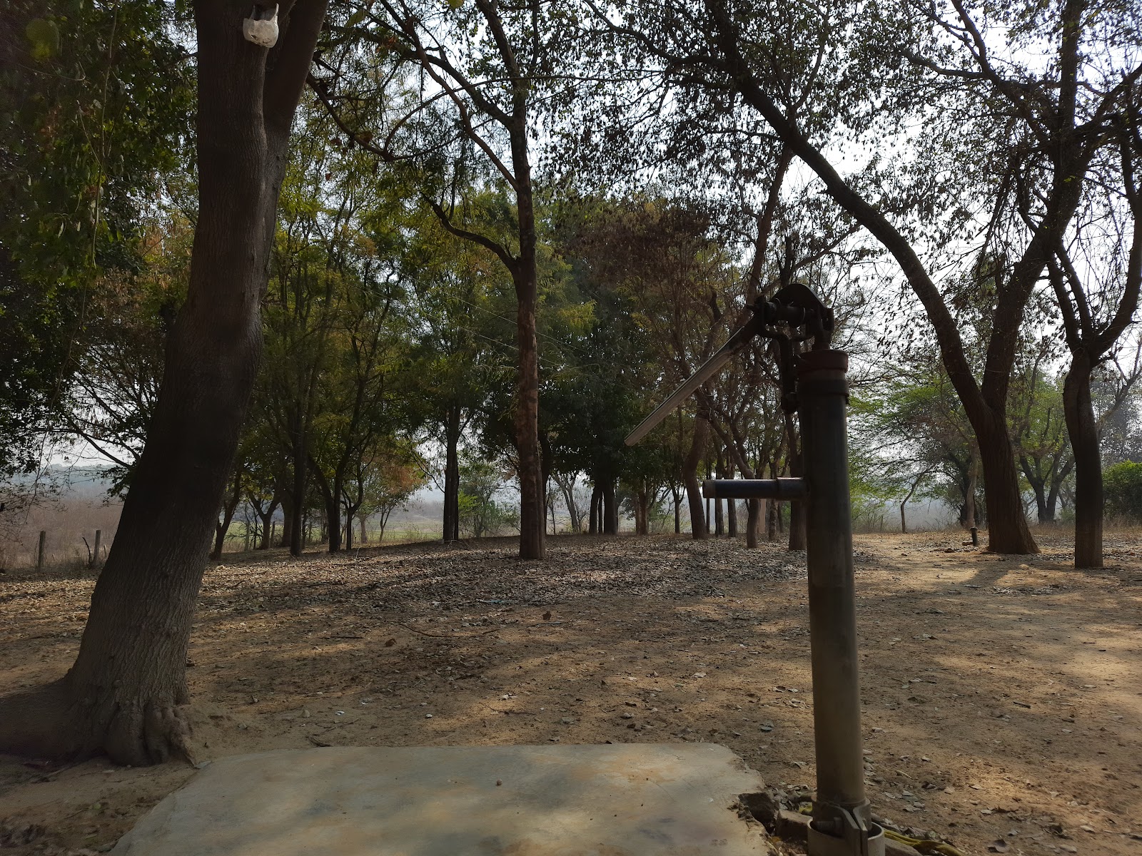 Damdama Lake