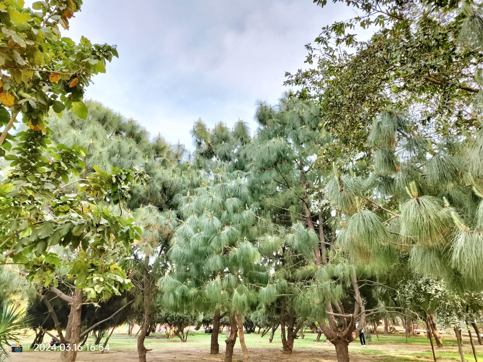 Tau Devi Lal Biodiversity Park