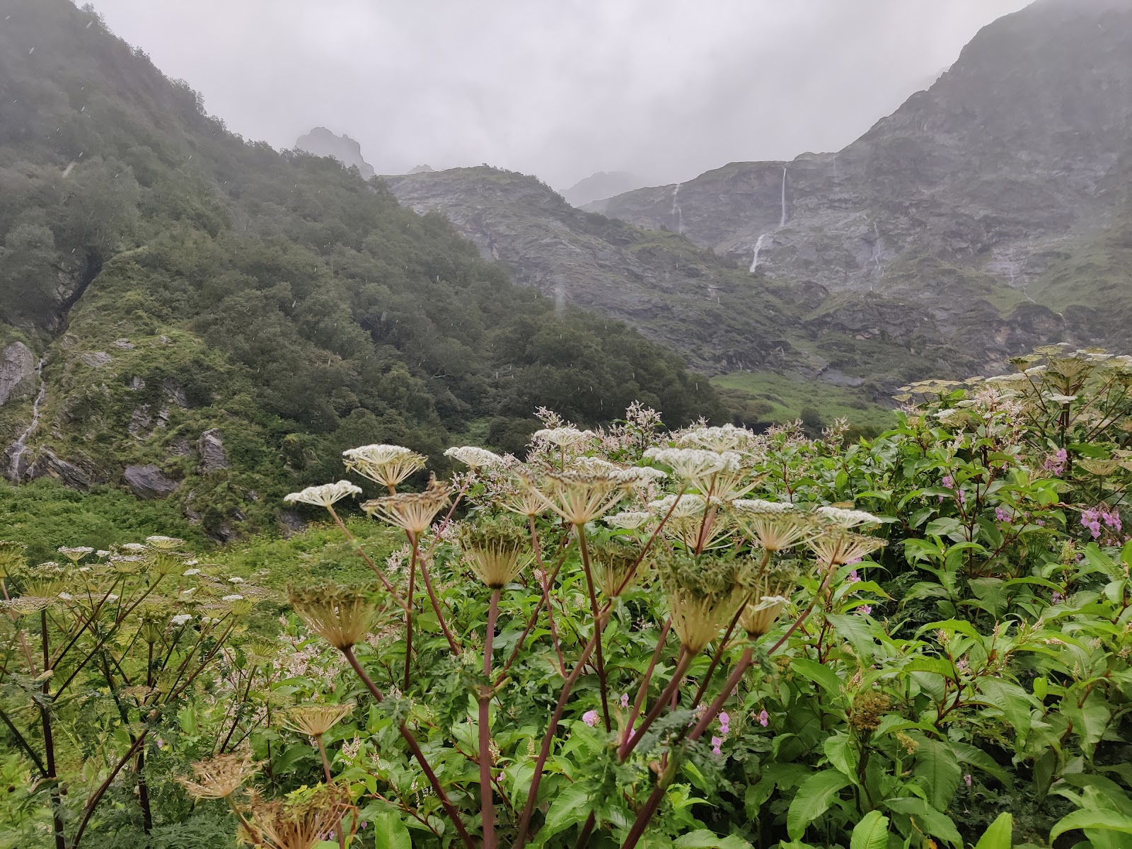 Valley of Flowers