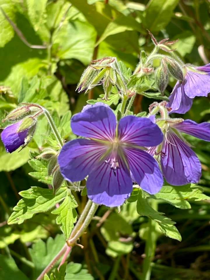 Valley of Flowers