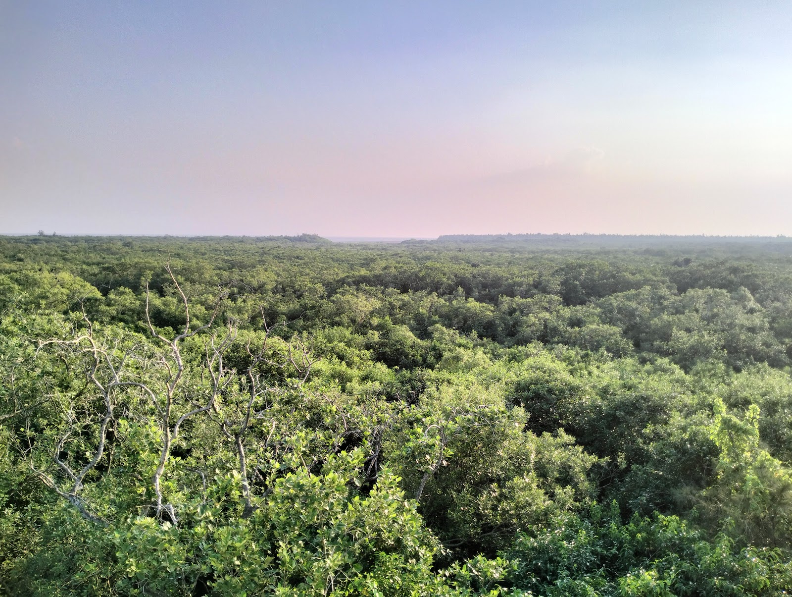 Henry's Island Mangroves