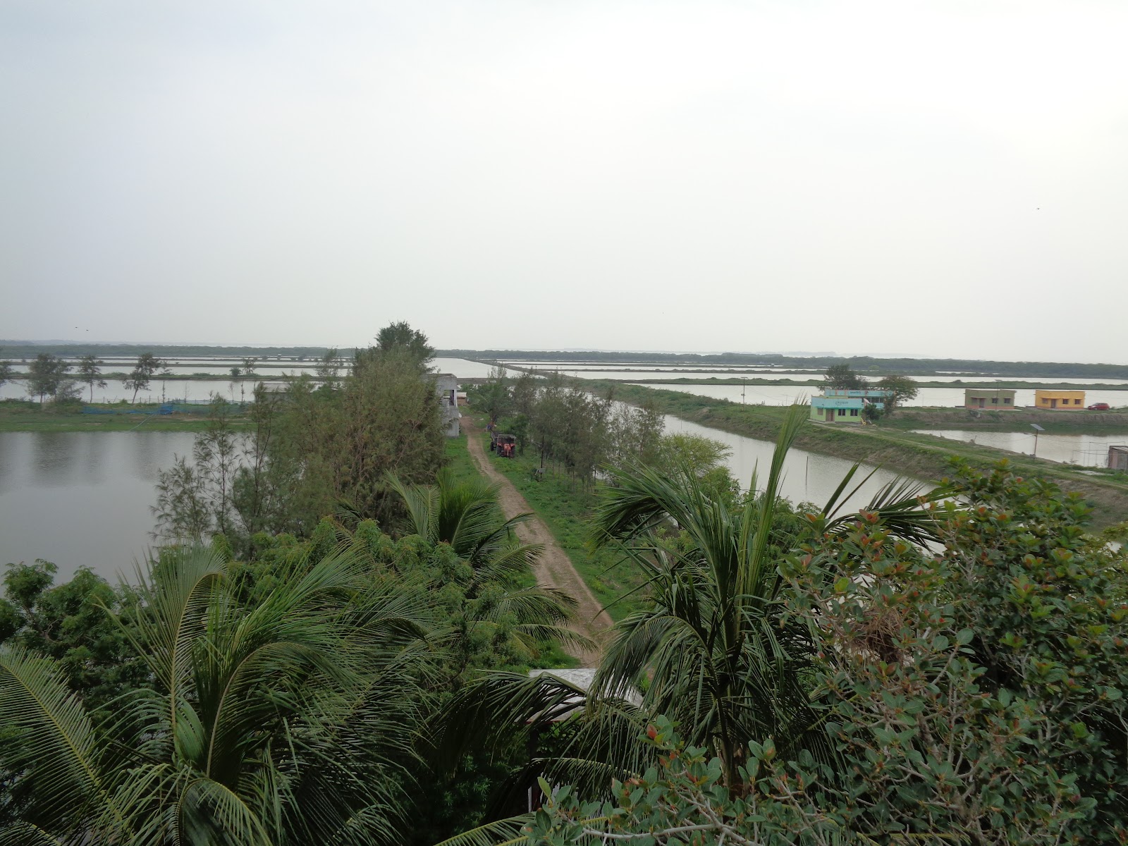 Henry's Island Mangroves