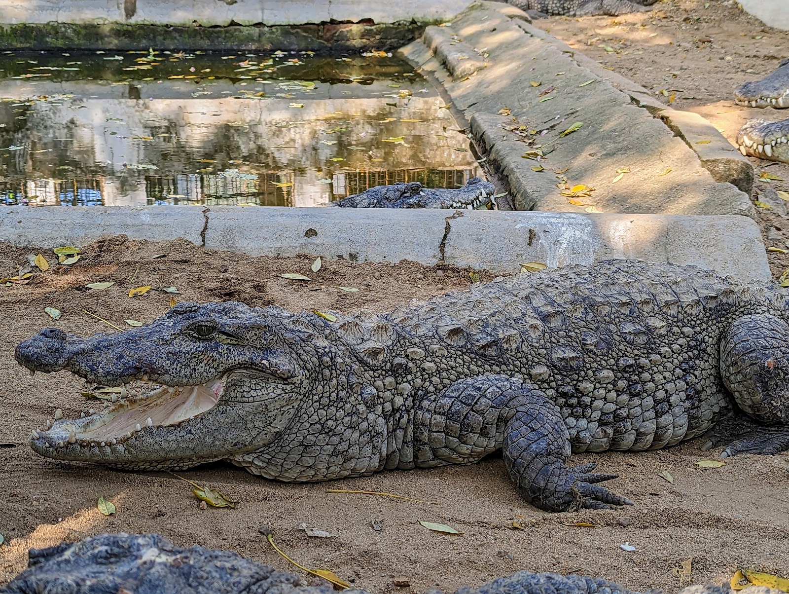Crocodile Park