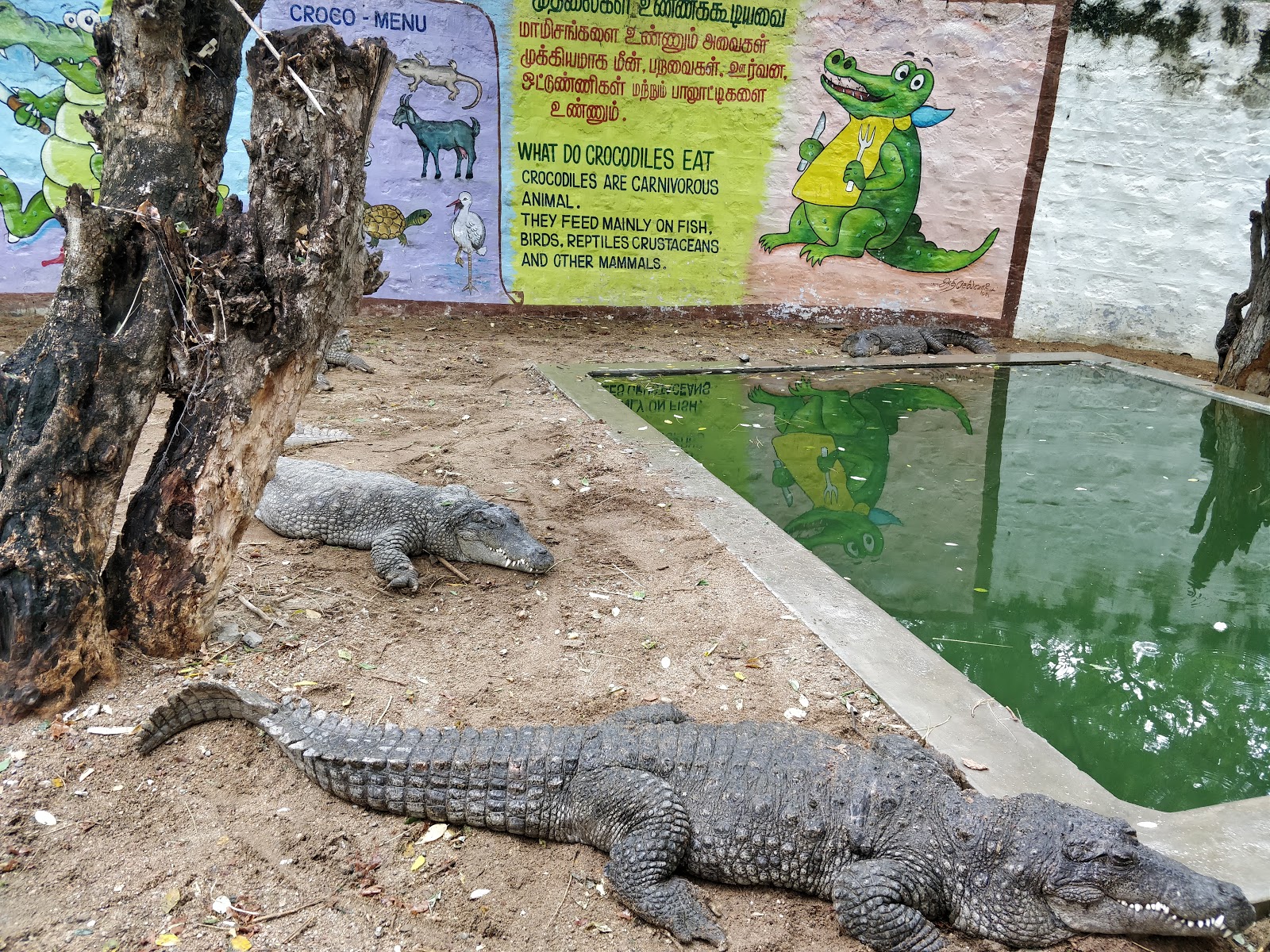Crocodile Park