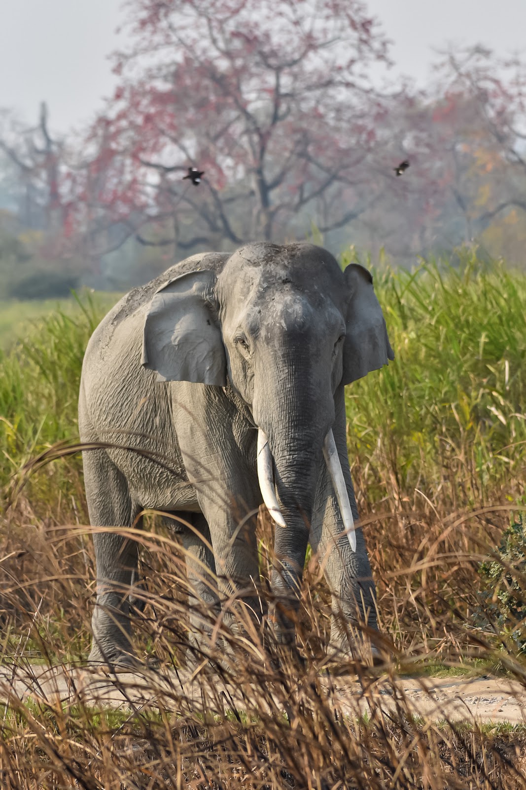 Kaziranga National Park