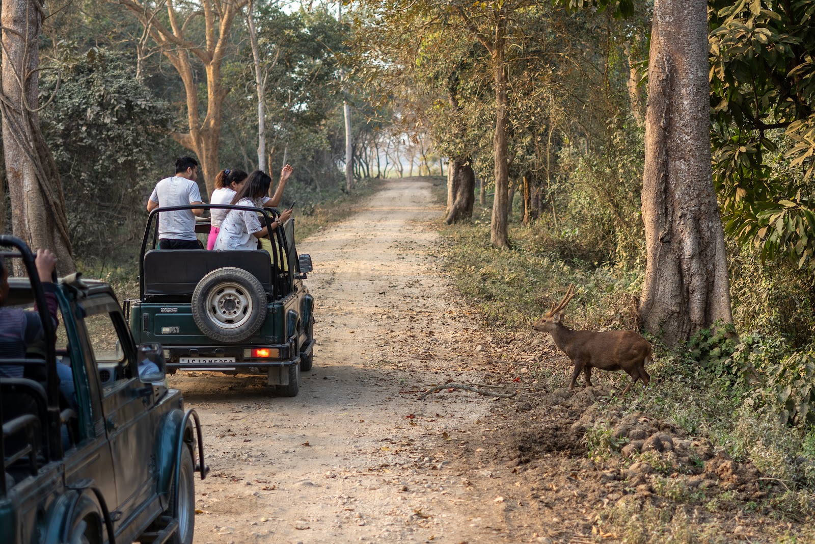 Kaziranga National Park