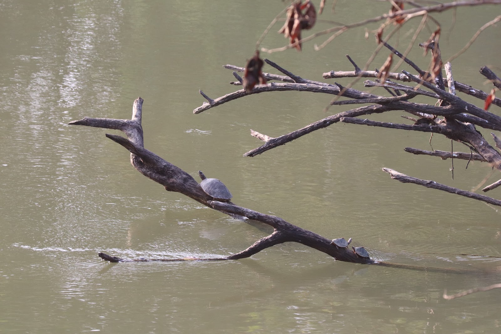 Kaziranga National Park