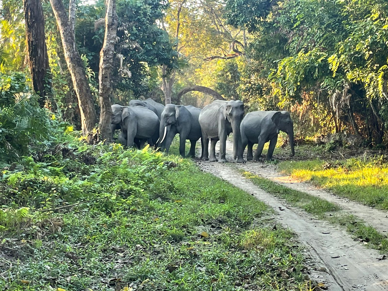 Kaziranga National Park