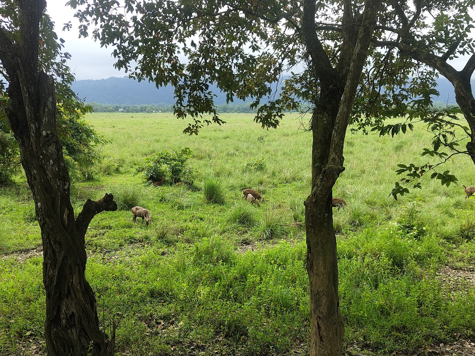 Kaziranga National Park