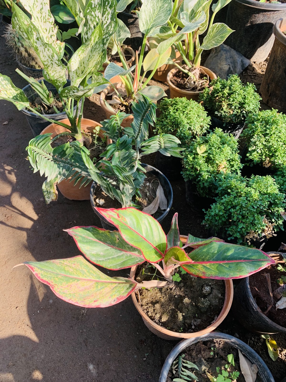 Mukerian Dam and Park