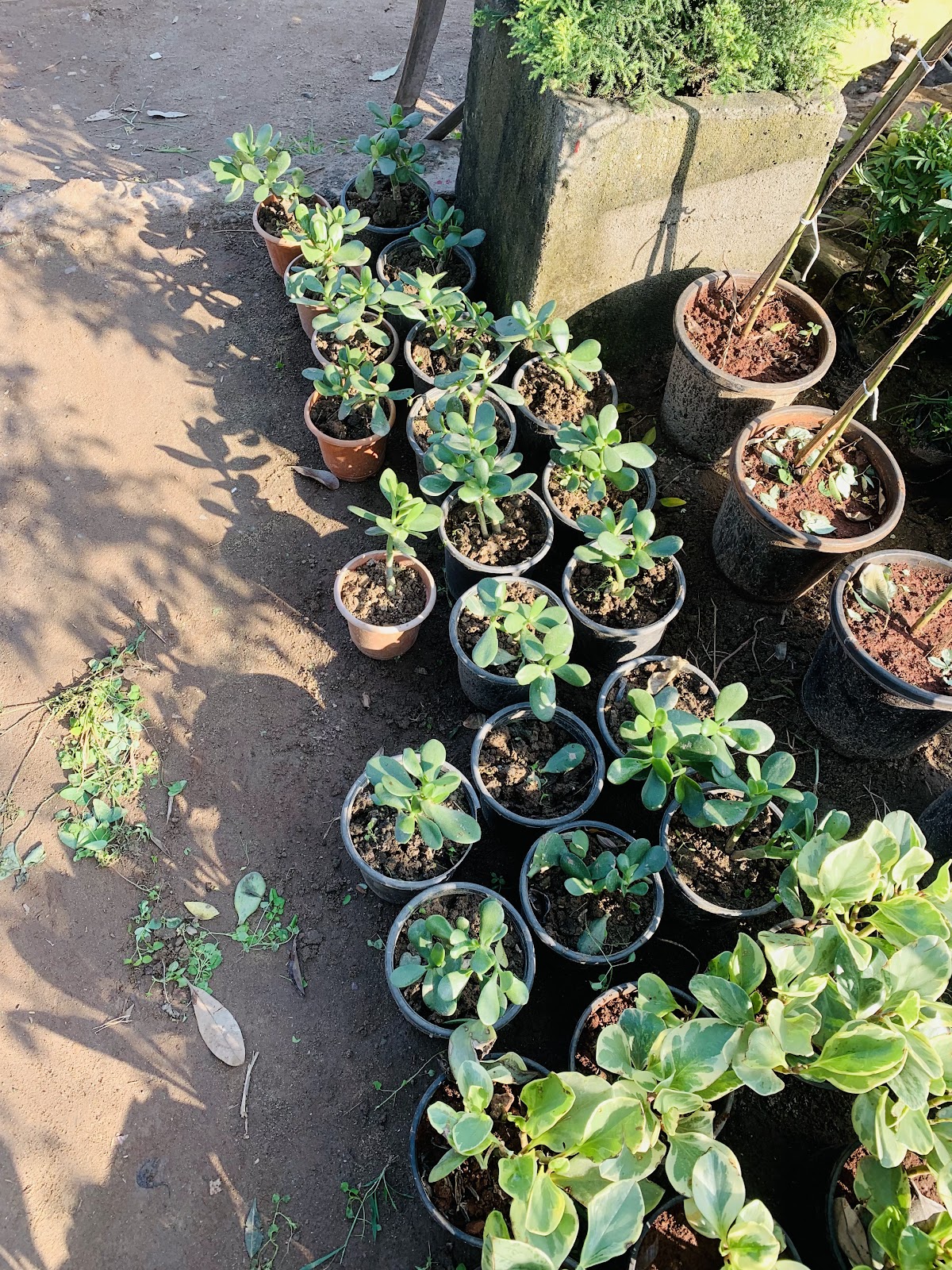 Mukerian Dam and Park