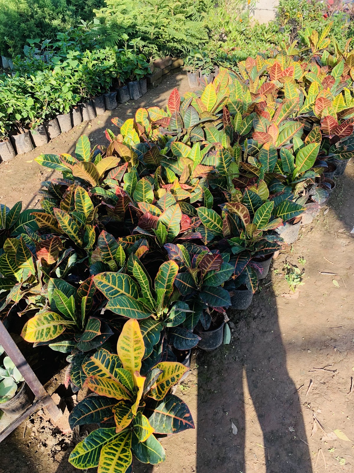 Mukerian Dam and Park