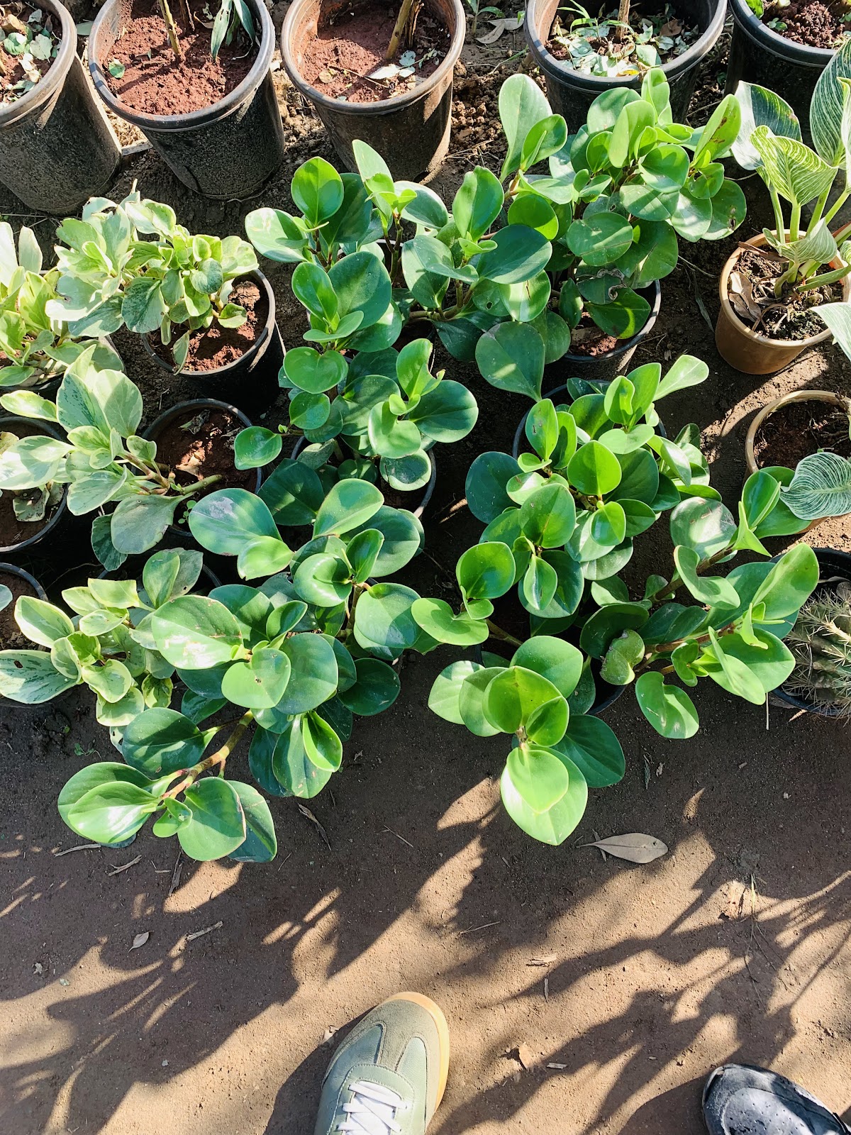 Mukerian Dam and Park