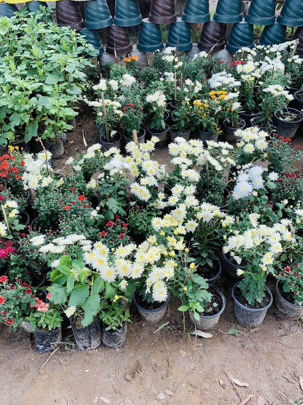 Mukerian Dam and Park