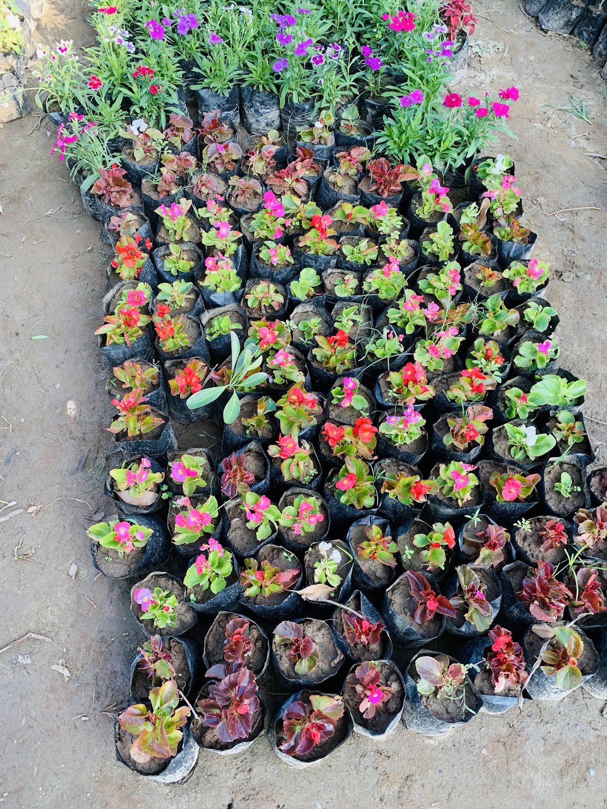 Mukerian Dam and Park