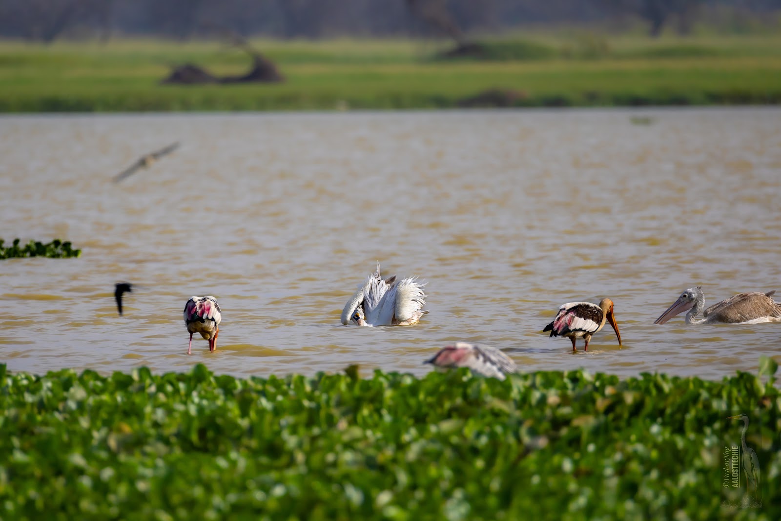 Hoskote, Karnataka: Real Estate, Travel, Industries & Things to Do