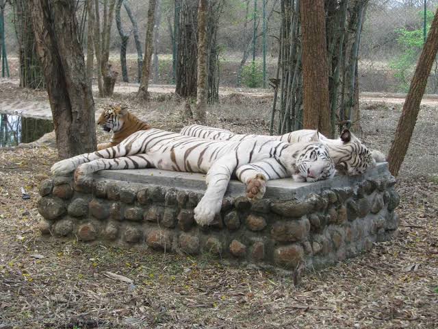 Bannerughatta Biological Park
